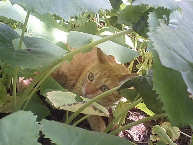 早苗さんが１０年位前に保護して飼ったオス猫ちびた。大きな甘えん坊だった