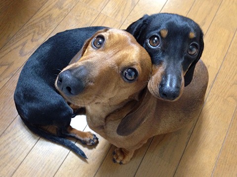 優しい兄と気の強い妹、ダックスのダンディー（前）とレディー