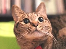 会社の駐車場にいた子猫　家に迎えると、夫婦は可愛さのとりこに