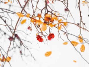 永遠に終わらない恋の理由は「彼だから」。私は何度も彼に恋をする