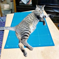 1歳になったマオくん（画像提供：ぽりぽりさん）