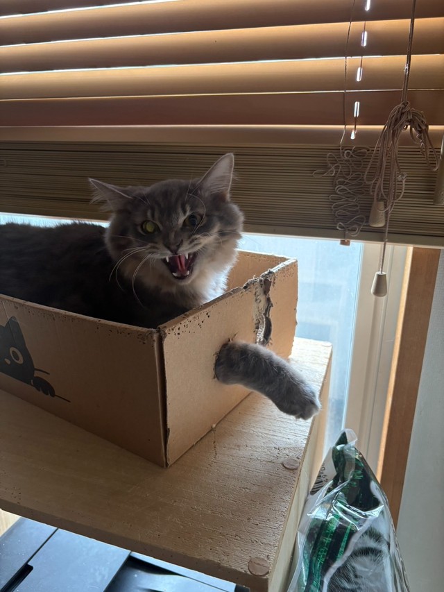 まだまだ警戒心が強いのかな（提供：NPO法人　府中猫の会さん）