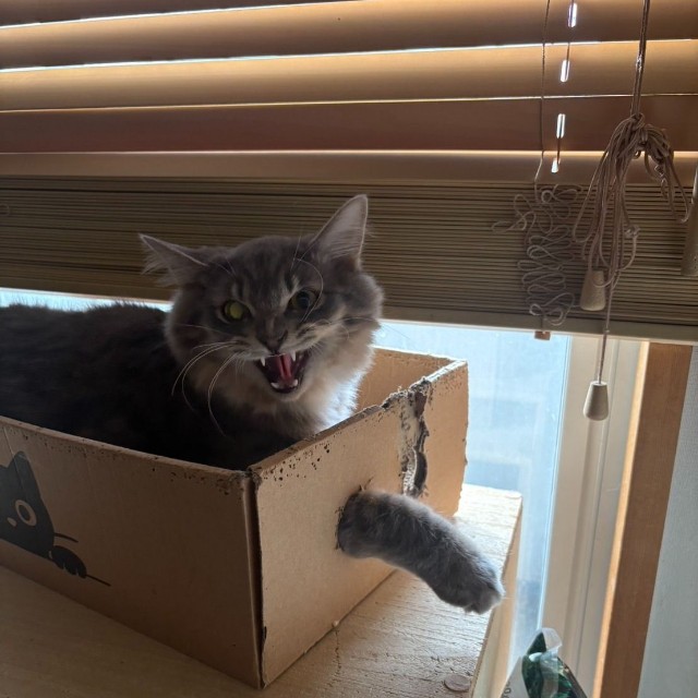 まだまだ警戒心が強いのかな（提供：NPO法人　府中猫の会さん）