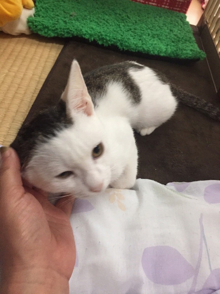 前髪ぱっつんのシロねこちゃん        