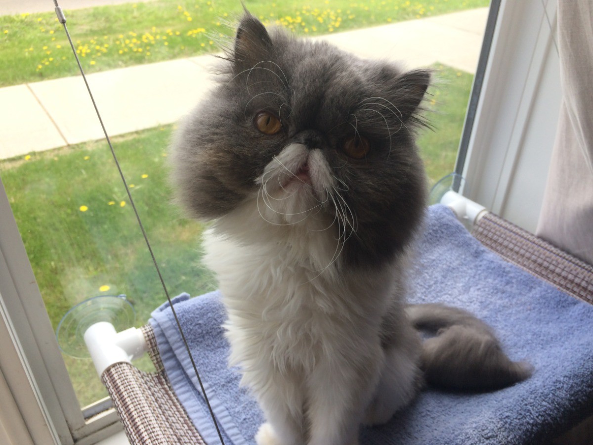 犬の兄貴 遊ぼうよ 気を引こうとするペルシャ猫 ひらめ 犬 猫との幸せな暮らしのためのペット情報サイト Sippo