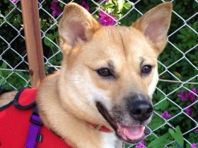 元放浪犬、秋田犬……２０１８年読まれた記事ベスト５　犬編