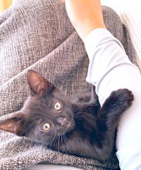お迎えまもないころ、飼い主さんの膝上でくつろぐあずきちゃん（画像提供：しゃも&黒猫あずきさん）