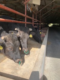 おいしそうに餌を食べる但馬牛