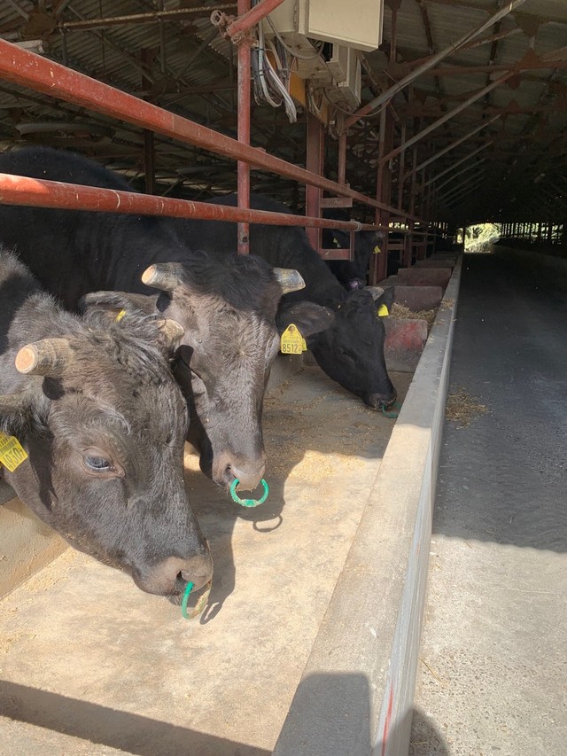おいしそうに餌を食べる但馬牛