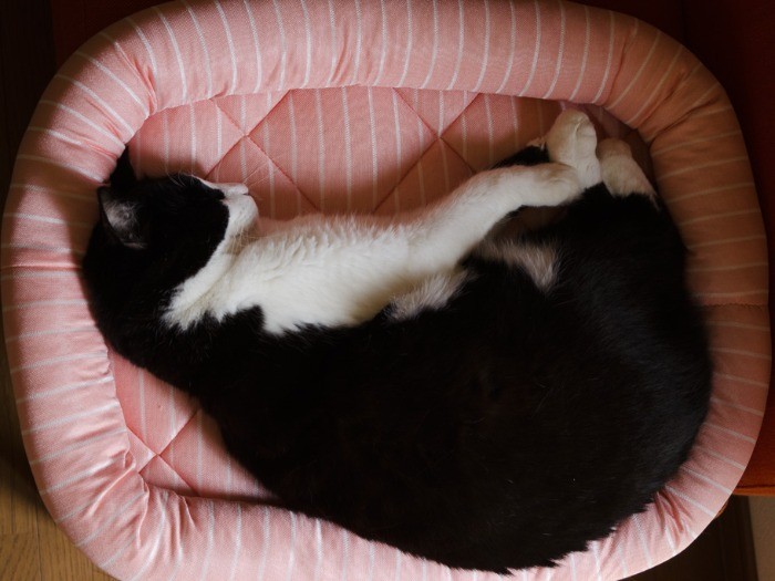 小太りぽんたには、ちょっと狭い新品の猫ベッド（小林写函撮影）