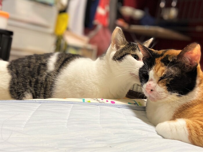 内緒話？次郎とミーナ（奈々さん提供）