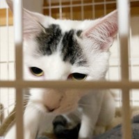 ケージの中から部屋をのぞくすみれちゃん（画像提供：さくら＆すみれさん）