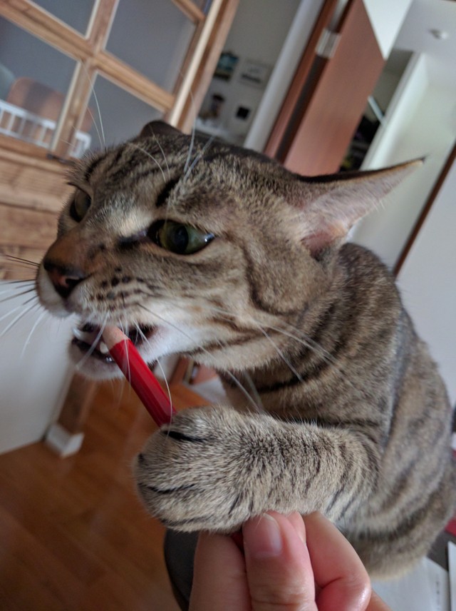 おやつ大好き！