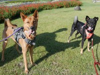 同じ保護団体出身のこたろうくんと