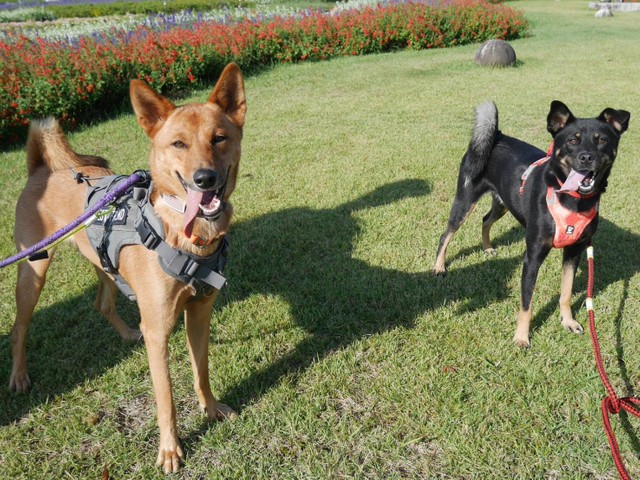 同じ保護団体出身のこたろうくんと