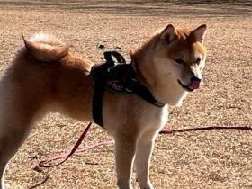 海で会った黒柴と意気投合　勢いで泳ぎをマスターした柴犬の「小春」