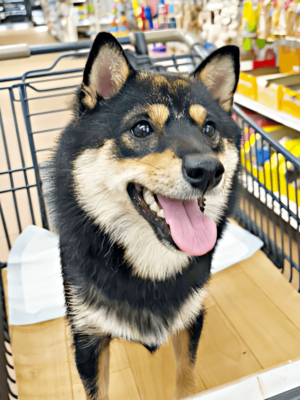 カートに乗って買い物中のこまちちゃん（画像提供：黒柴 こまちさん）