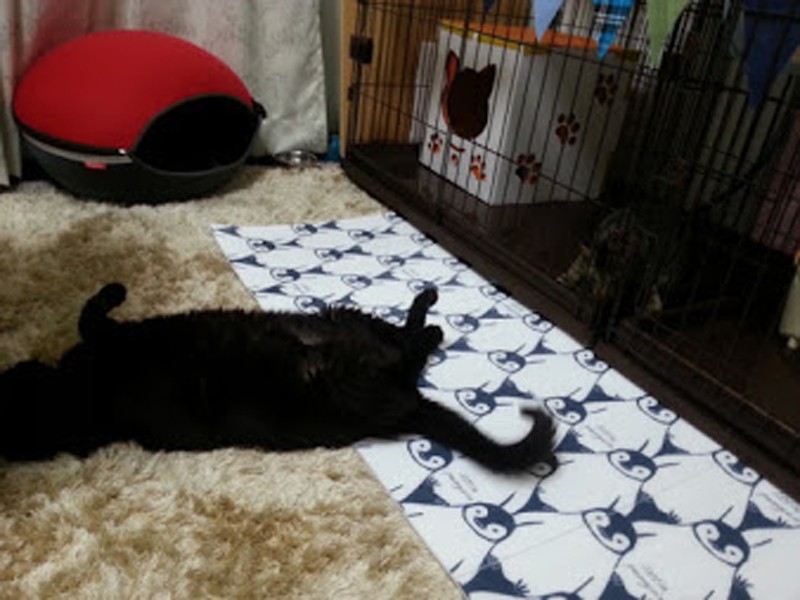ケージにいる赤ちゃんのはっぴーの前で、転がったイヌオ。自分が安心というより、相手を安心させているみたいでした