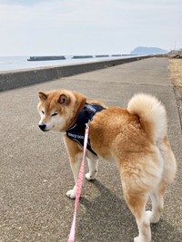 海辺を散歩するじぇいたろうくん（画像提供：じぇいたろうさん）