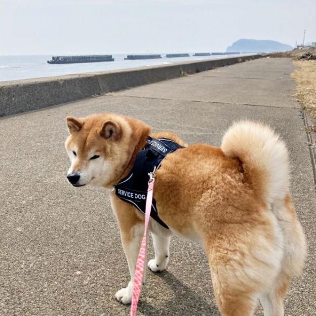 海辺を散歩するじぇいたろうくん（画像提供：じぇいたろうさん）