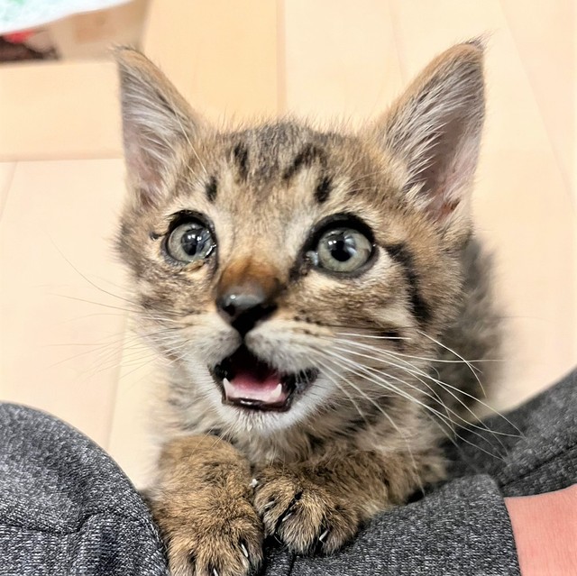 お家に迎えられてからてんてんくんは、お父さんにずっと話しかけていました