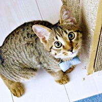 飼い主さんを見上げるれんれんくん（画像提供：キジあにゃさん）