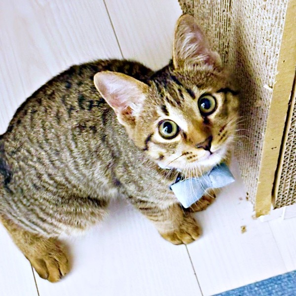 飼い主さんを見上げるれんれんくん（画像提供：キジあにゃさん）