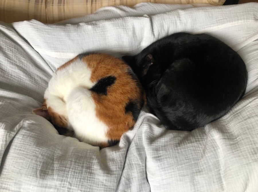 こいつらなんもしてねぇ」と留守番中の愛猫にツッコミ「3秒間