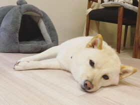 眠いのですがみんなの行動が気になるのです…　目を離さない豆柴「ポポ」