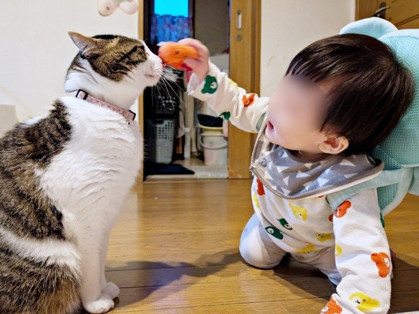 「おもちゃ、どうぞ」 仲良く触れ合うローズちゃんと息子さん（画像提供：だいちゃんさん）