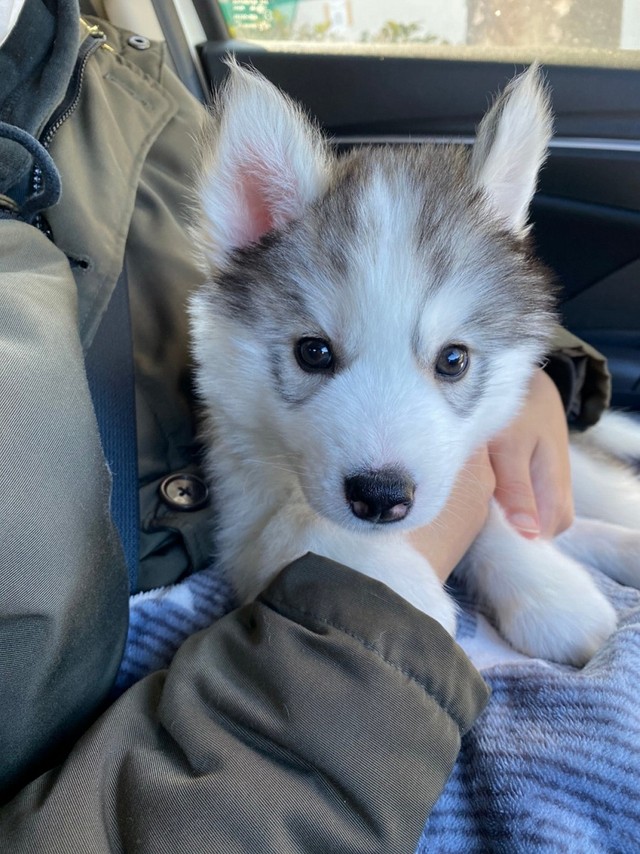 お迎えしたときのアポロくん（画像提供／アポロ＠ハスキー）