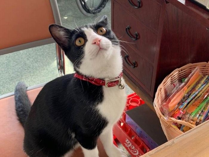 駄菓子屋の子猫、風太くん