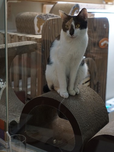 ガラス越しのみけお（人を眺めるのも好きみたい）