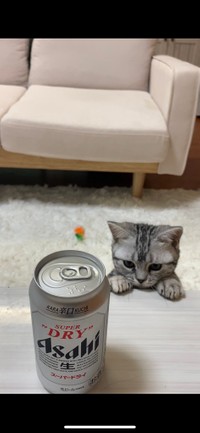 なあに？これ＝ネコピさん（@nekopi_baobao）提供
