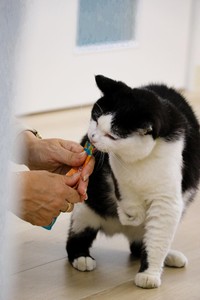 片足で踏ん張り、好物だという液状のおやつを味わうふく（撮影／石黒謙吾）