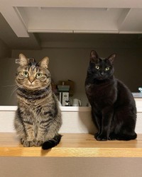 黒猫のあさひちゃんと＝kitto_kijitora