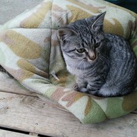 保護した頃のチビくん＝chi_puc_noa_yuz2828さん提供