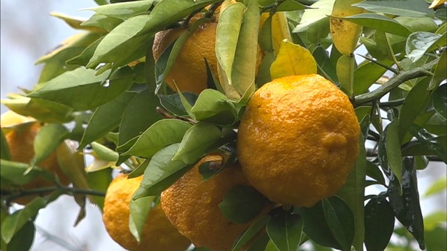 ゆず湯で2019年もいい年に…温泉に浮かべるユズを収穫　岡山・真庭市