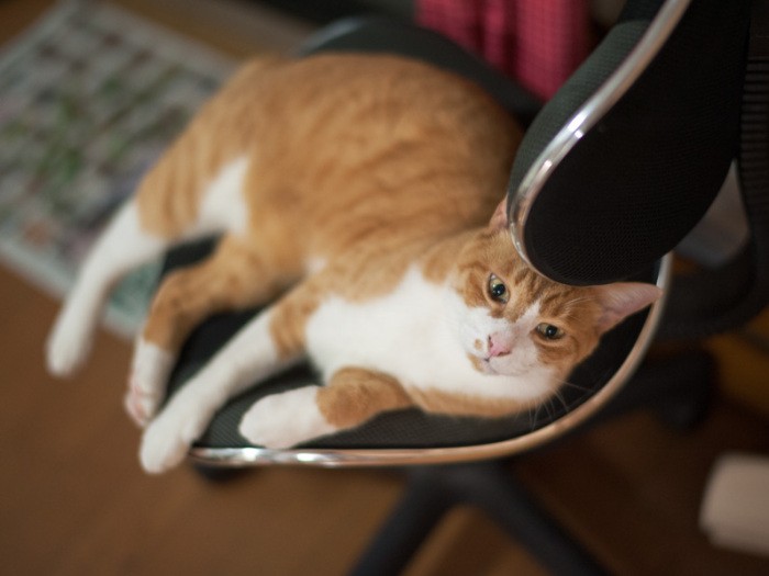 「もう寝ちゃうの？まだ夜中の２時だよ」（小林写函撮影）