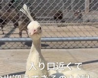 白孔雀（@kawatana_official）提供※画像はトリミングしています