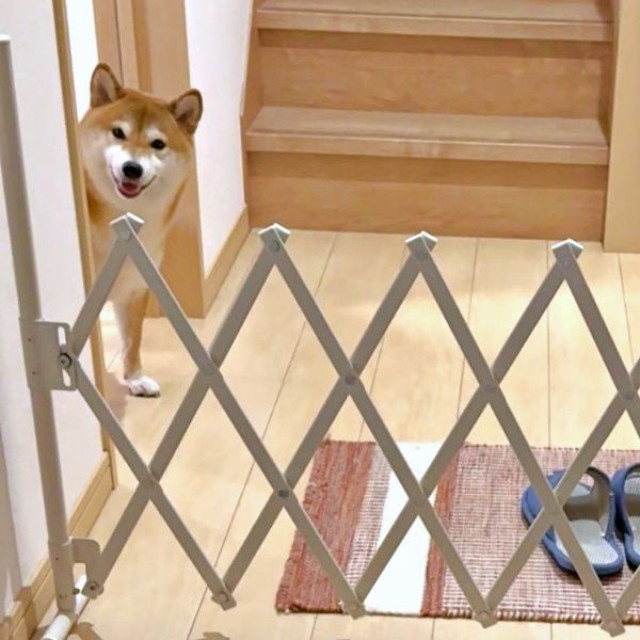 「おかえりなさい！」 帰宅した飼い主さんを出迎えるまろんちゃん（画像提供：シヴァイヌ まろんさん）