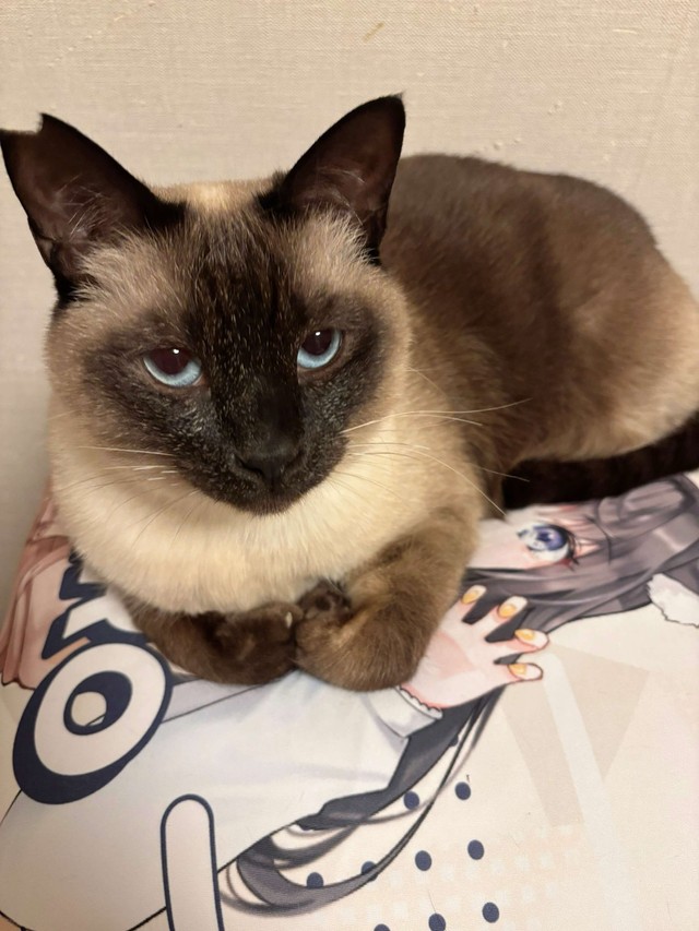 現在の姿もチャーミング！（画像提供：AMEPERO　Vtuberさん）