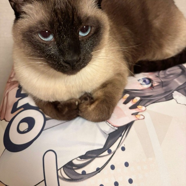 現在の姿もチャーミング！（画像提供：AMEPERO　Vtuberさん）