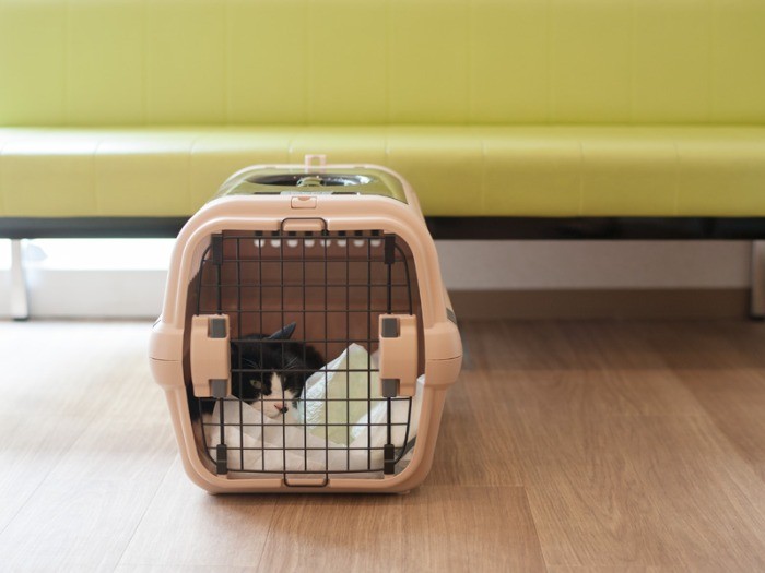 「早く帰ろうよ」（小林写函撮影）