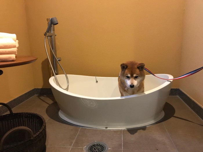 Yちゃんと諏訪湖のホテルへ。犬用足洗い場にて写真を撮られるをじっと待つモカ