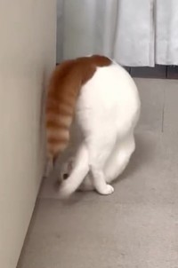 まるで柔道の受け身のよう／猫専用賃貸 Gatos Apartmentさん（gatos_apartment）提供