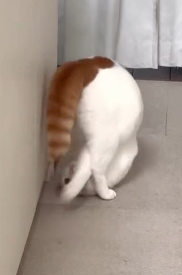 まるで柔道の受け身のよう／猫専用賃貸 Gatos Apartmentさん（gatos_apartment）提供