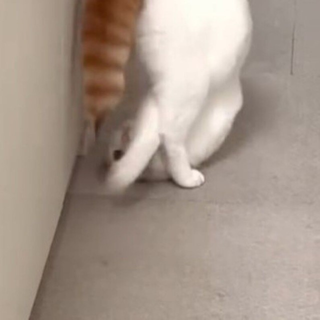 まるで柔道の受け身のよう／猫専用賃貸 Gatos Apartmentさん（gatos_apartment）提供
