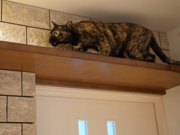 「そろそろロフトに行こうっと」