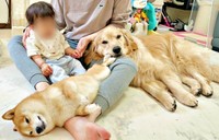 娘さんを囲んでリラックスタイム♪ （左から）うにくん、おからちゃん（画像提供：豆柴うに＆ゴールデンレトリバーおからさん）